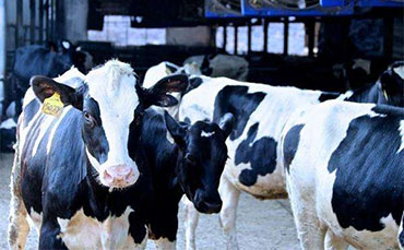 肯尼亞薩法乳業(yè)為何認準中國牛奶制